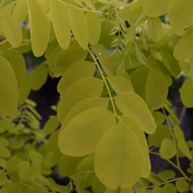 Robinia pseudoacacia 'Frisia' 8-10 S